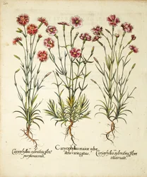 Varietà di Caryophyllus Sylvestris pubblicate in Hortus Eystettensis