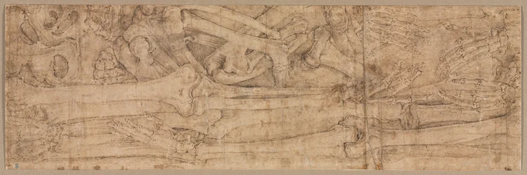 Ossa del braccio