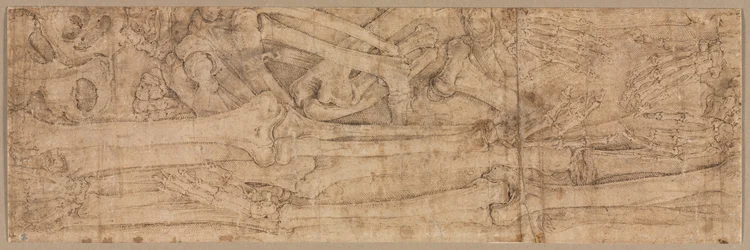 Ossa del braccio, primi anni 1540