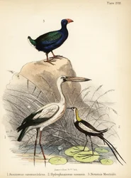 Cicogna asiatica, jacana dalla coda di fagiano e takahe. 1855 (litografia)