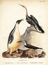 Beccapesci nero, anhinga orientale e pinguino imperatore. 1855 (litografia)