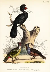 Fagiano del sangue, curassow con bargigli e quaglia di montagna. 1855 (litografia)