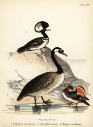 Oca canadese, anatra mandarina e smergo cappuccino. 1855 (litografia)