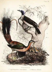 Uccello frate e uccello lira. 1855 (litografia)