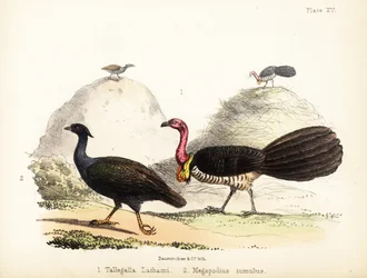Gweela e megapodio dai piedi arancioni