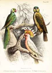 Kakapo, cacatua di Major Mitchell e parrocchetto alessandrino. 1855 (litografia)