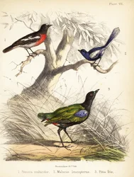 Pettirosso del Pacifico, scricciolo dalle ali bianche e pitta arcobaleno. 1855 (litografia)