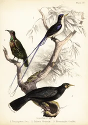 Martin pescatore del paradiso, uccello del paradiso di Victoria e huia estinto. 1855 (litografia)