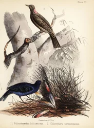 Uccelli satinati e giardinieri dal petto fulvo. 1855 (litografia)