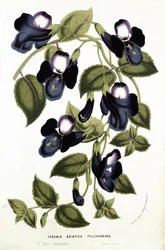 Torenia Asiatica pulcherrima, da 