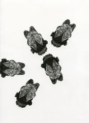 Riunione dei bombi, 2013