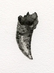 Dente felino