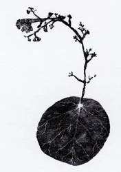 Foglia di lichene, 2014