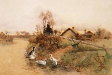 Anatre che sguazzano
