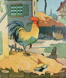 Il gallo, illustrazione tratta da «Le Buffon de Benjamin Rabier», adattata da «Histoire Naturelle» di Georges de Buffon (1707-88)