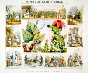 Insetti della cocciniglia e della lacca, c1850