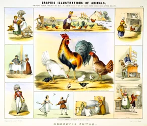 Pollame domestico, c1850