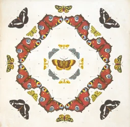 (dettaglio) da Tavola 1, da A Rare Depiction of Butterflies and Moths, pub. 1764