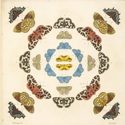 Dettaglio dalla Tavola III, da Una rara rappresentazione di farfalle e falene, pub. 1764