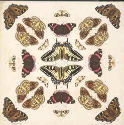 Dettaglio dalla Tavola II, da Una rara rappresentazione di farfalle e falene, pub. 1764