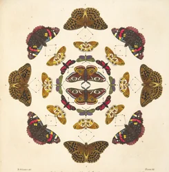 Dettaglio dalla Tavola VII, da Una rara rappresentazione di farfalle e falene, pub. 1764