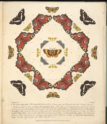 Tavola I, da Una rara rappresentazione di farfalle e falene, pub. 1764