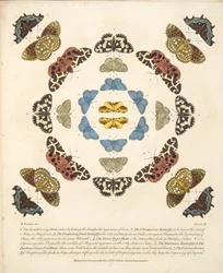 Tavola III, da Una rara rappresentazione di farfalle e falene, pub. 1764