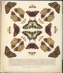 Tavola II, da A Rare Depiction of Butterflies and Moths, pub. 1764
