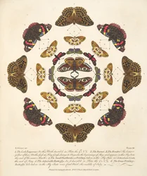 Tavola VII, da Una rara rappresentazione di farfalle e falene, pub. 1764