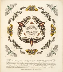 Tavola V, da Una rara rappresentazione di farfalle e falene, pub. 1764