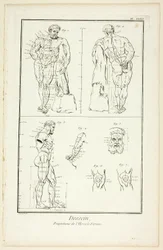 Disegno: Proporzioni dell