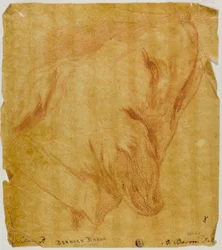 Testa di cane