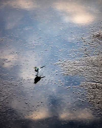 Uccello sul fiume Garonna a Tolosa, Haute-Garonne (foto)