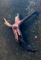 Frammento di legno a forma di crocifisso nel fiume Garonna, Tolosa, Haute-Garone (foto)