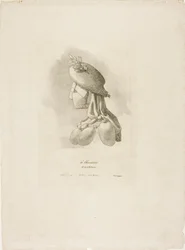 La macellaia, da Arts et Métiers