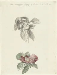 Foglio di studio con una rosa