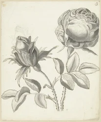 Due rose