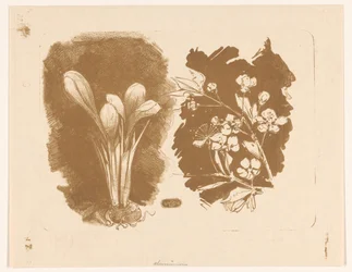 Crocus e un ramo con fiori