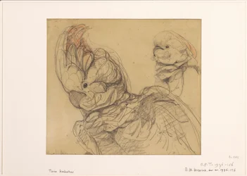 Due cacatua, a mezzo busto