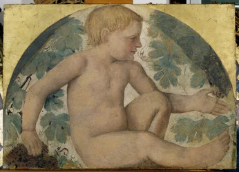 Putti che raccolgono - Putto sotto una pergola, c.1514