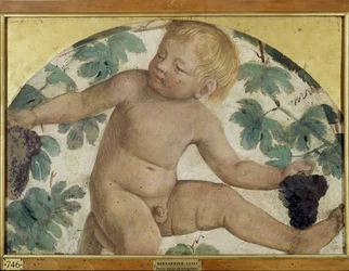 Putti raccolgono - Putto sotto una pergola, c.1514 (affresco staccato su tavola)