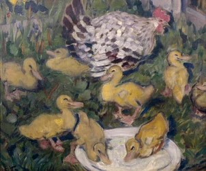 Gallina con anatroccoli