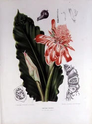 Elettaria Speciosa, illustrazione da 