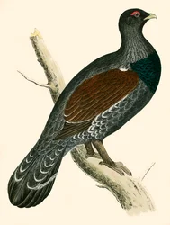 Gallo cedrone