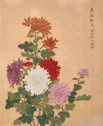 Crisantemo da Album of Flowers (inchiostro e colore su seta)
