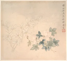 Studio dei fiori