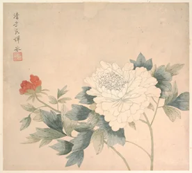 Studio dei fiori