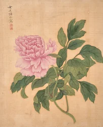 Peonia da Album of Flowers (inchiostro e colore su seta)