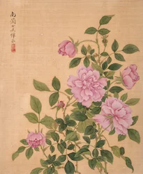 Rosa da Album of Flowers (inchiostro e colore su seta)
