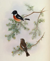 Saxicola maurus indicus, su Juniperus formosana. Da The Birds of Asia (John Gould), Volume 4